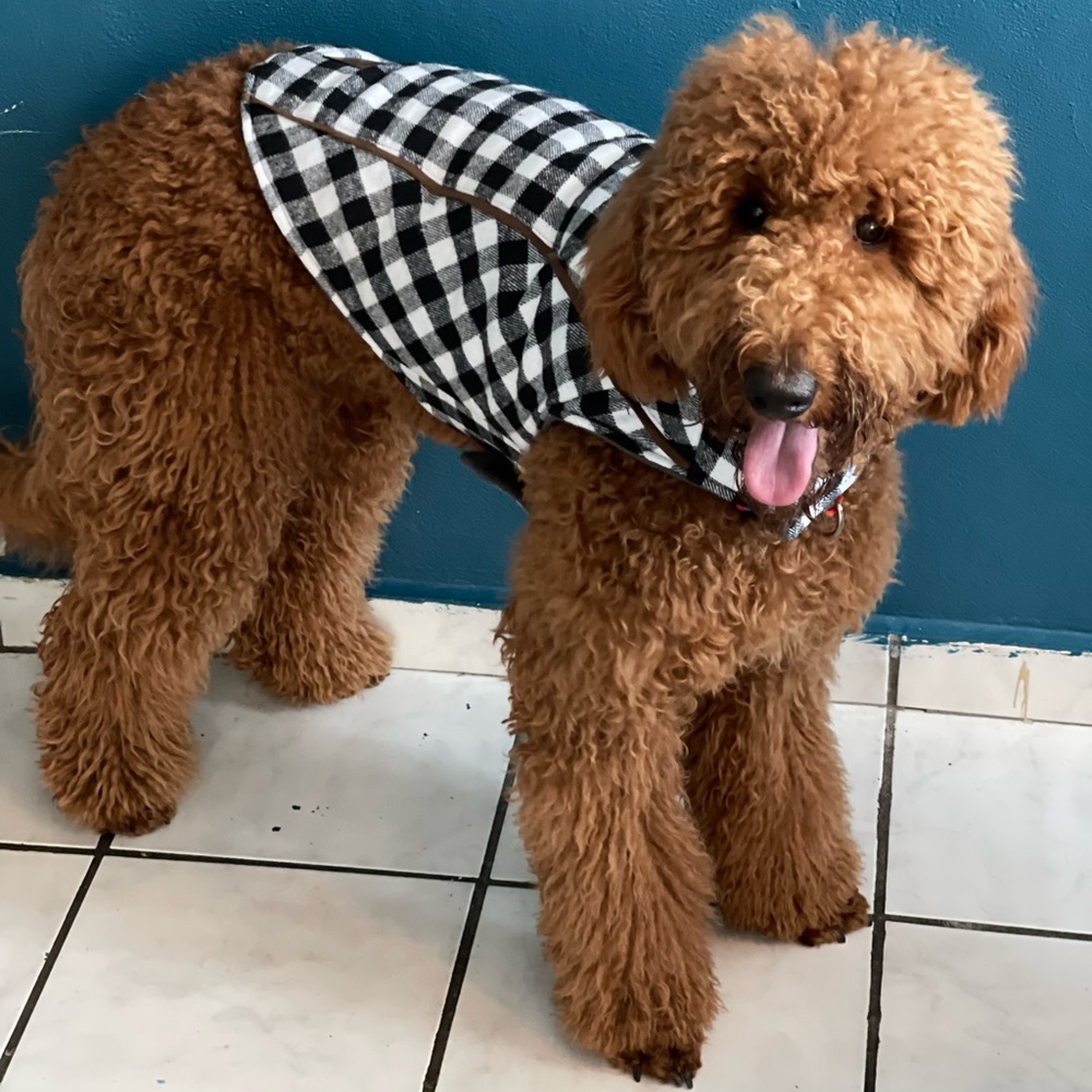 White/Black Warren Plaid Jacket - Picture 2 of 5